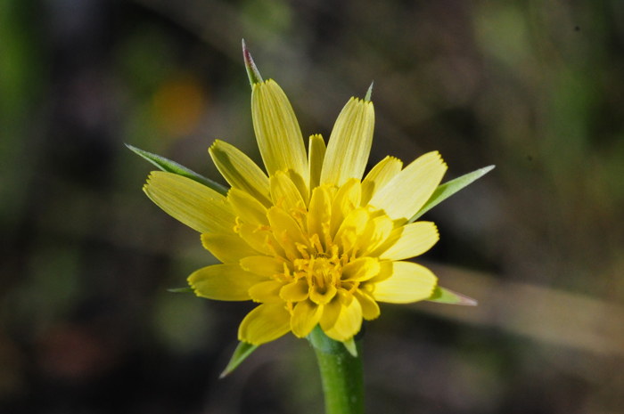Lindley’s Silverpuffs has light yellow flowers with yellow centers; note in photo the “petals” barely extend beyond bracts.  Uropappus lindleyi
